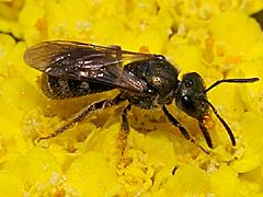 Sweat Bee